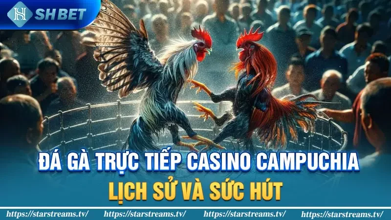 Trải nghiệm đá gà trực tuyến hấp dẫn tại Casino Campuchia 1 Đá gà trực tiếp Casino Campuchia